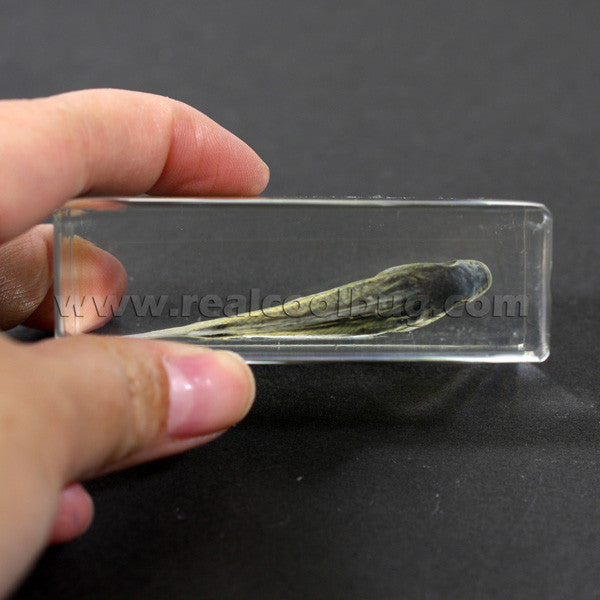 FH202<br/>Nile Tilapia Paperweight
