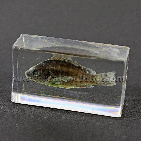 FH202<br/>Nile Tilapia Paperweight