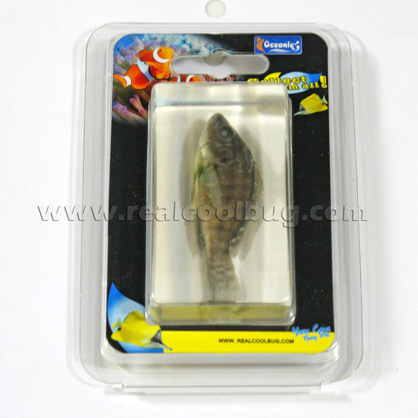 FH202<br/>Nile Tilapia Paperweight