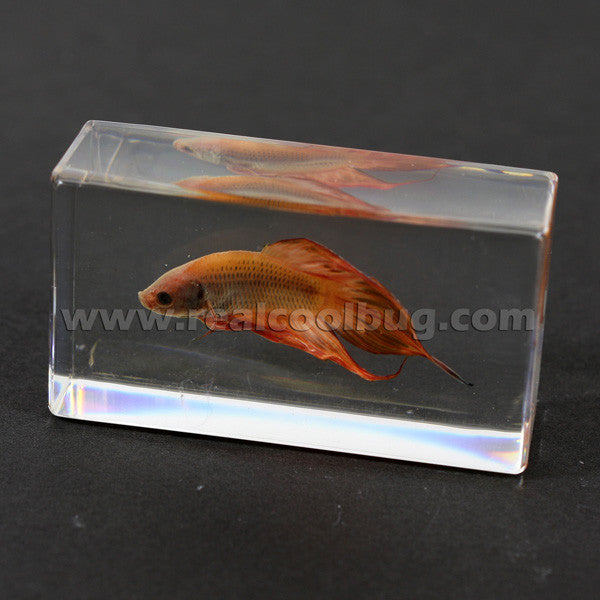 FH203<br/>Siamese Fighting Fish Paperweight
