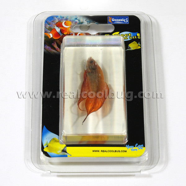 FH203<br/>Siamese Fighting Fish Paperweight