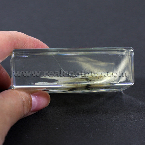 FH204<br/>Angel Fish Paperweight