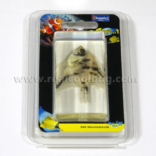 FH204<br/>Angel Fish Paperweight