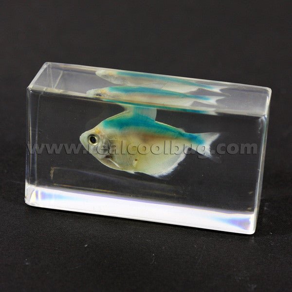 FH207<br/>Green Skirt Tetra Paperweight