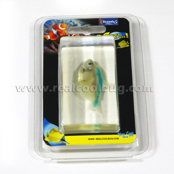 FH207<br/>Green Skirt Tetra Paperweight