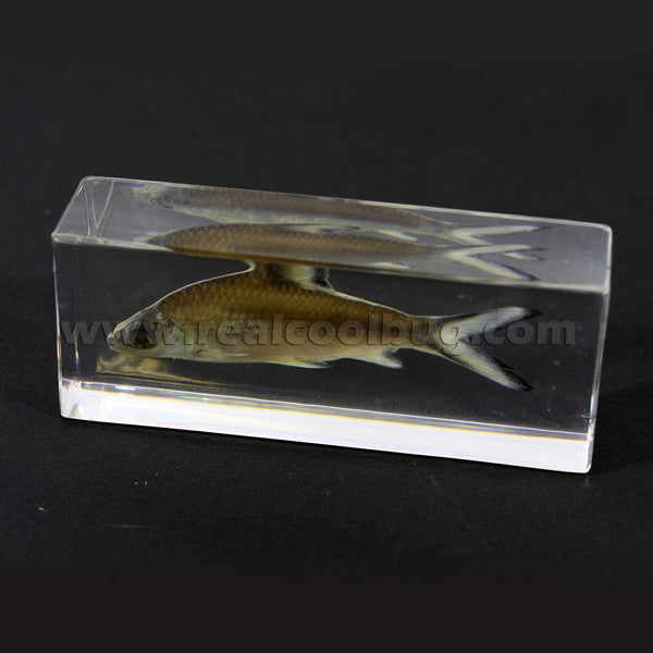 FH301<br/> Bala Shark Paperweight