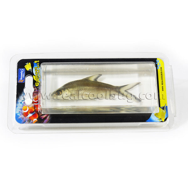 FH301<br/> Bala Shark Paperweight