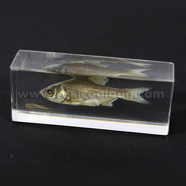 FH303<br/>Bighead Carp Paperweight