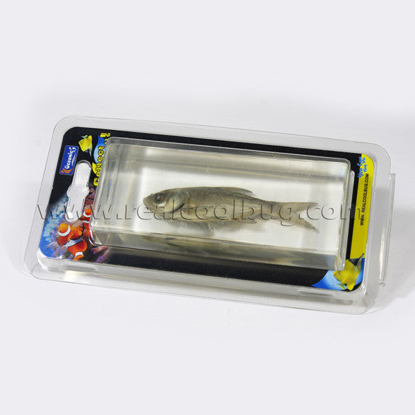 FH303<br/>Bighead Carp Paperweight