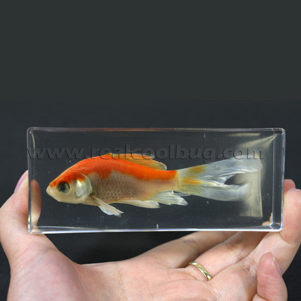 FH304<br/>Common Goldfish Paperweight