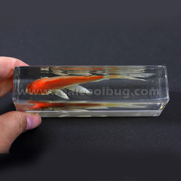 FH304<br/>Common Goldfish Paperweight