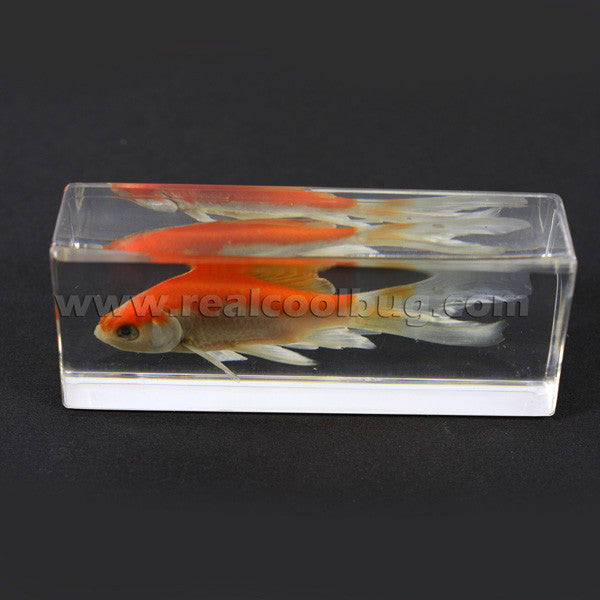 FH304<br/>Common Goldfish Paperweight