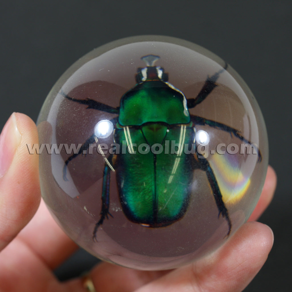 GL01<br />Green Chafer Beetle Globe Desk Decoration