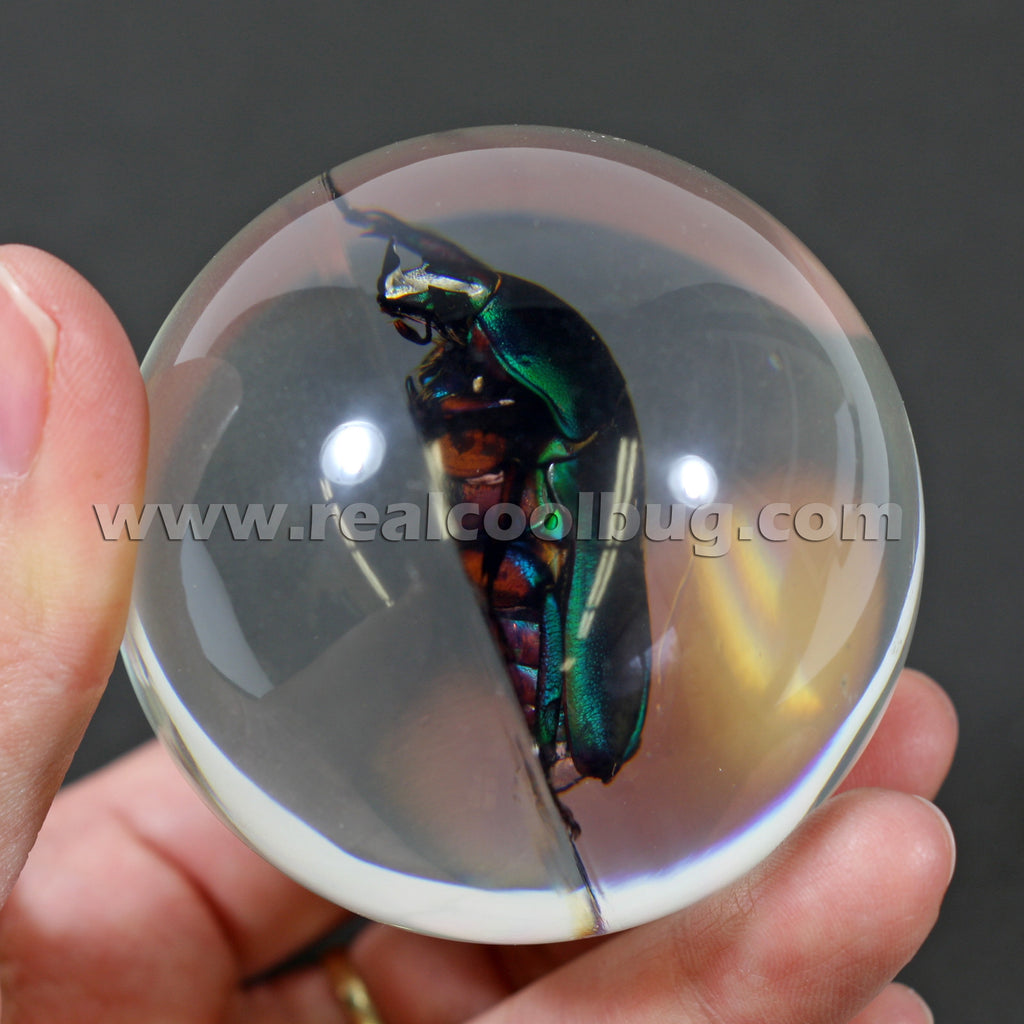 GL01<br />Green Chafer Beetle Globe Desk Decoration