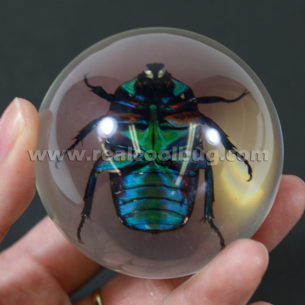 GL01<br />Green Chafer Beetle Globe Desk Decoration
