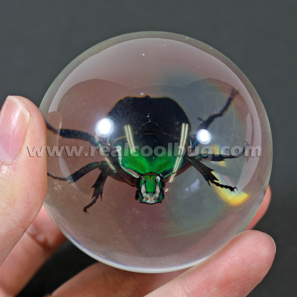 GL01<br />Green Chafer Beetle Globe Desk Decoration