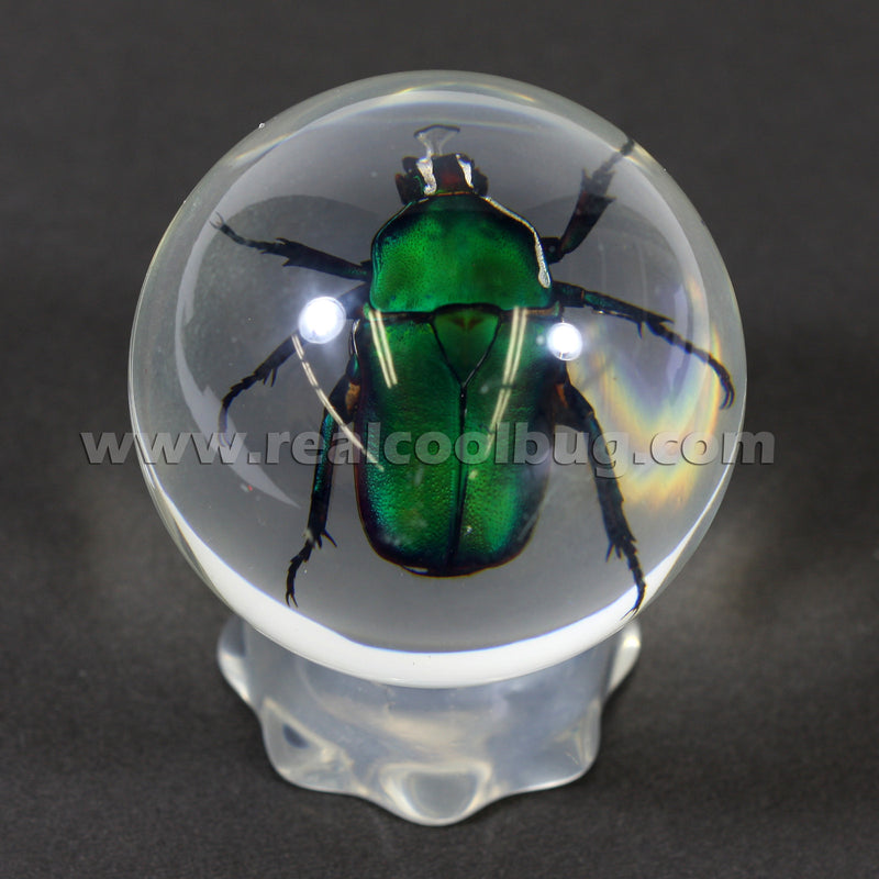 GL01<br />Green Chafer Beetle Globe Desk Decoration