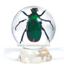 GL01<br />Green Chafer Beetle Globe Desk Decoration