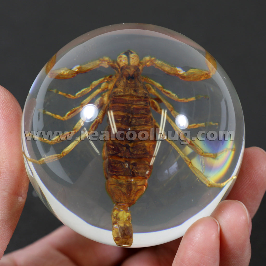 GL02<br />Golden Scorpion Globe Desk Decoration