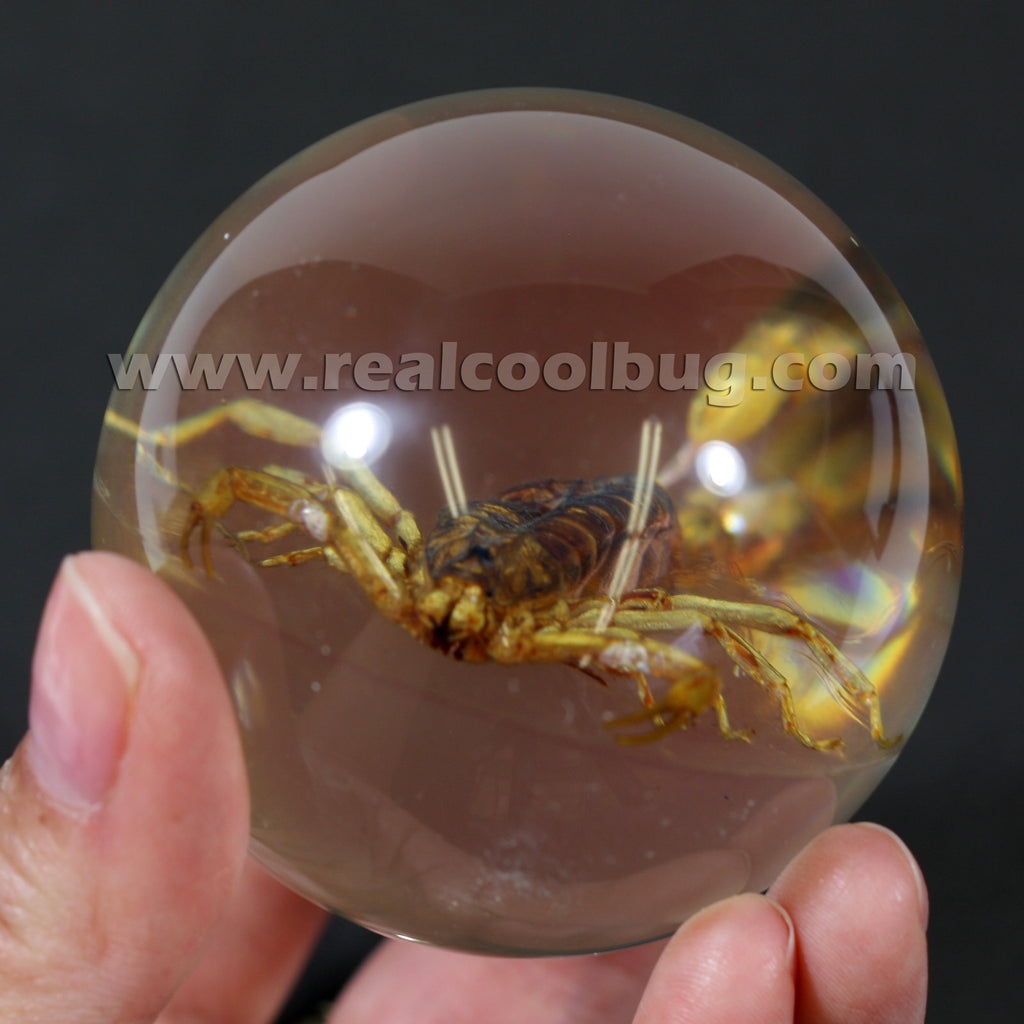 GL02<br />Golden Scorpion Globe Desk Decoration