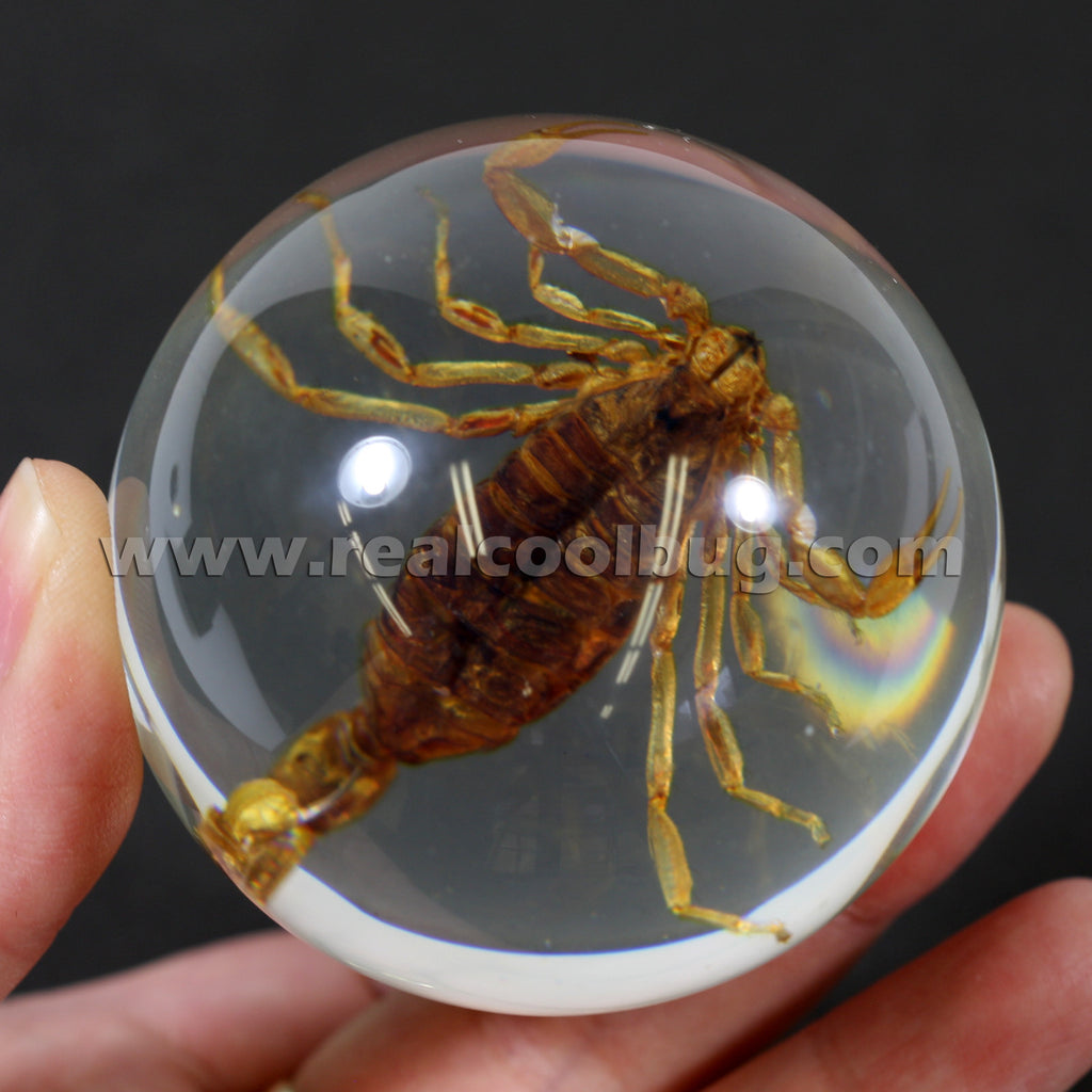 GL02<br />Golden Scorpion Globe Desk Decoration