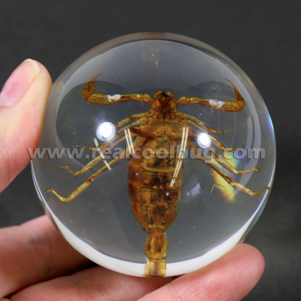 GL02<br />Golden Scorpion Globe Desk Decoration