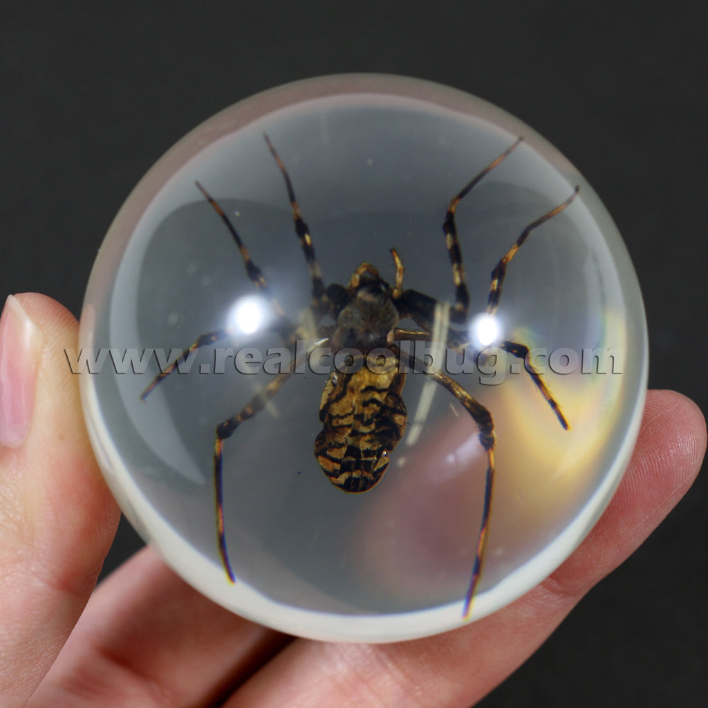 GL07<br />Spider Globe Desk Decoration