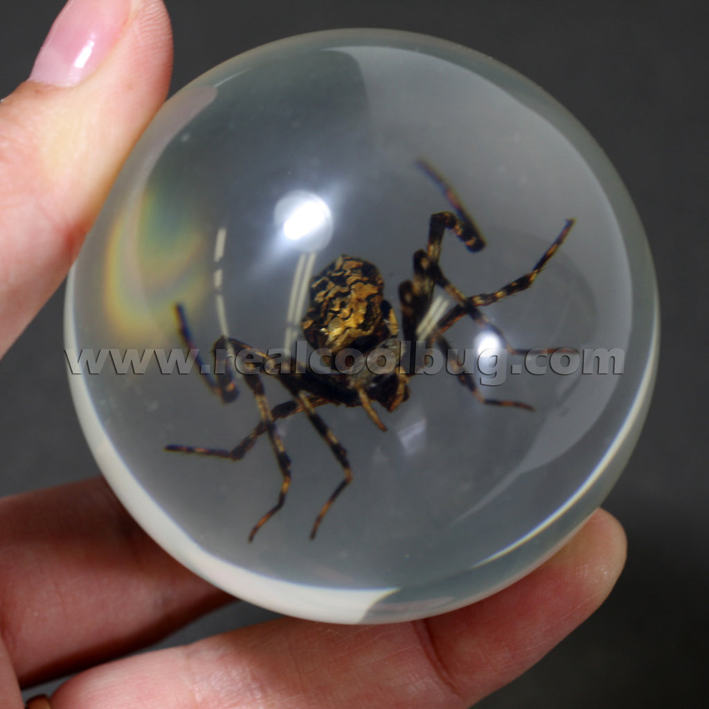 GL07<br />Spider Globe Desk Decoration