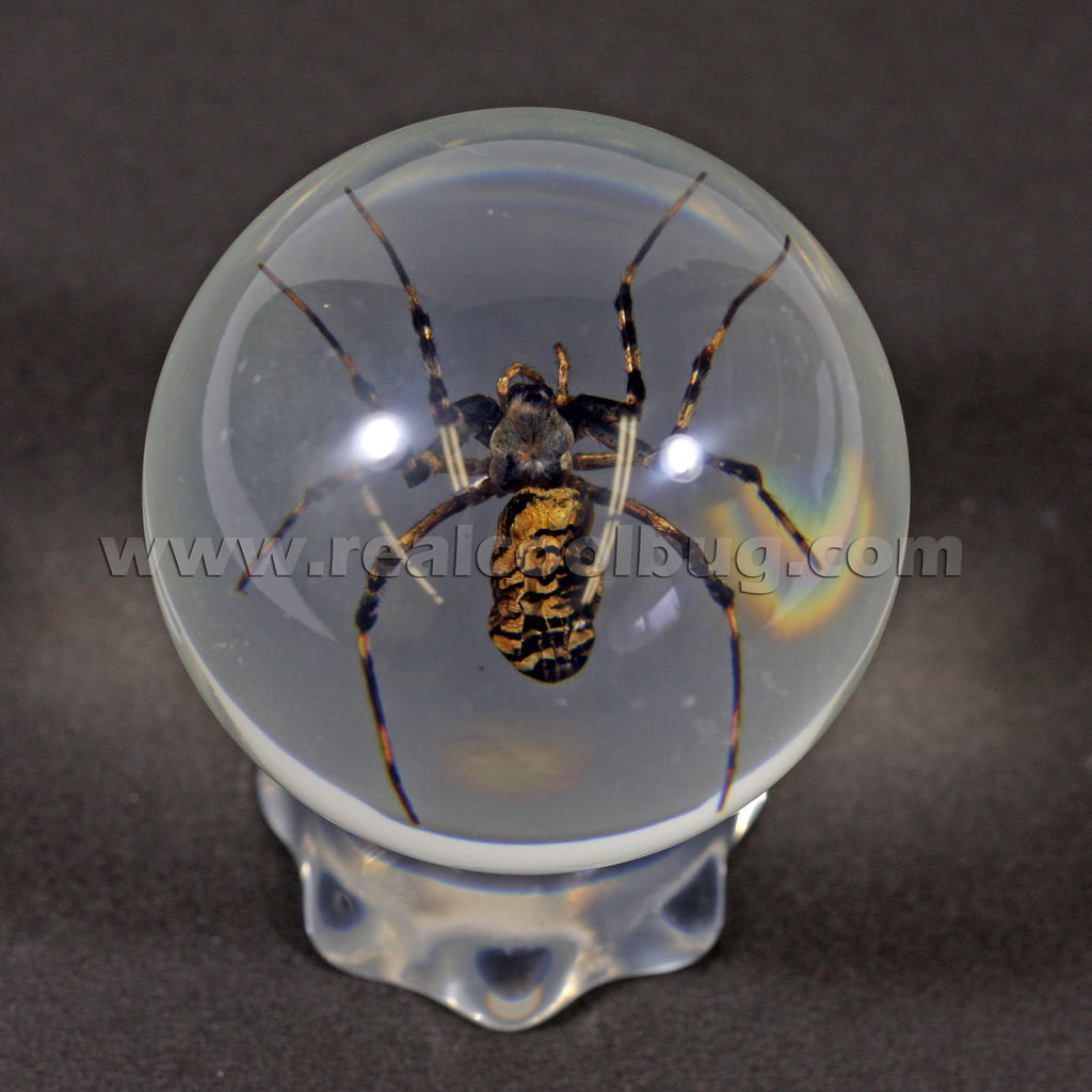 GL07<br />Spider Globe Desk Decoration