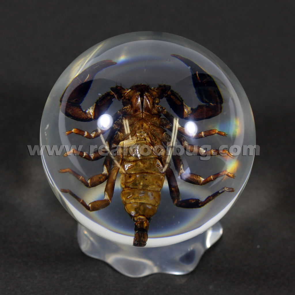 GL10<br/>Black Scorpion Globe Desk Decoration