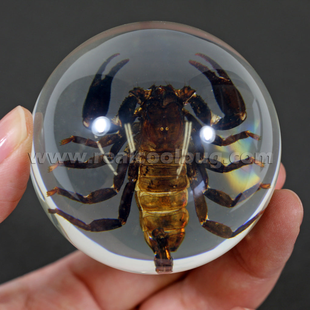 GL10<br/>Black Scorpion Globe Desk Decoration