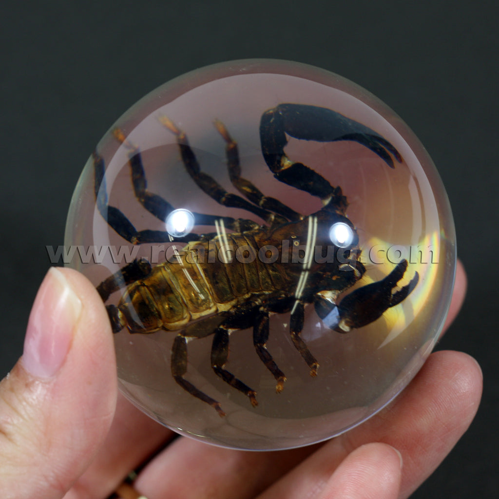 GL10<br/>Black Scorpion Globe Desk Decoration