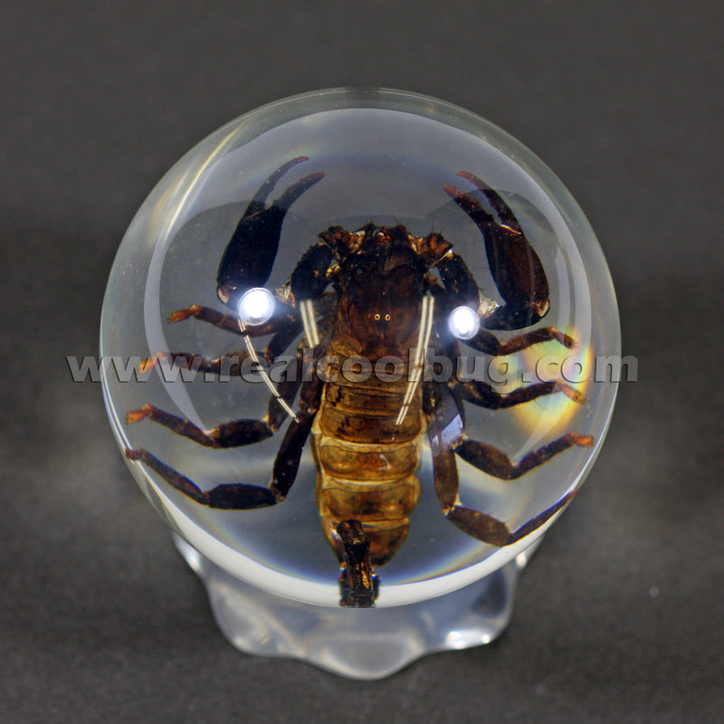 GL10<br/>Black Scorpion Globe Desk Decoration