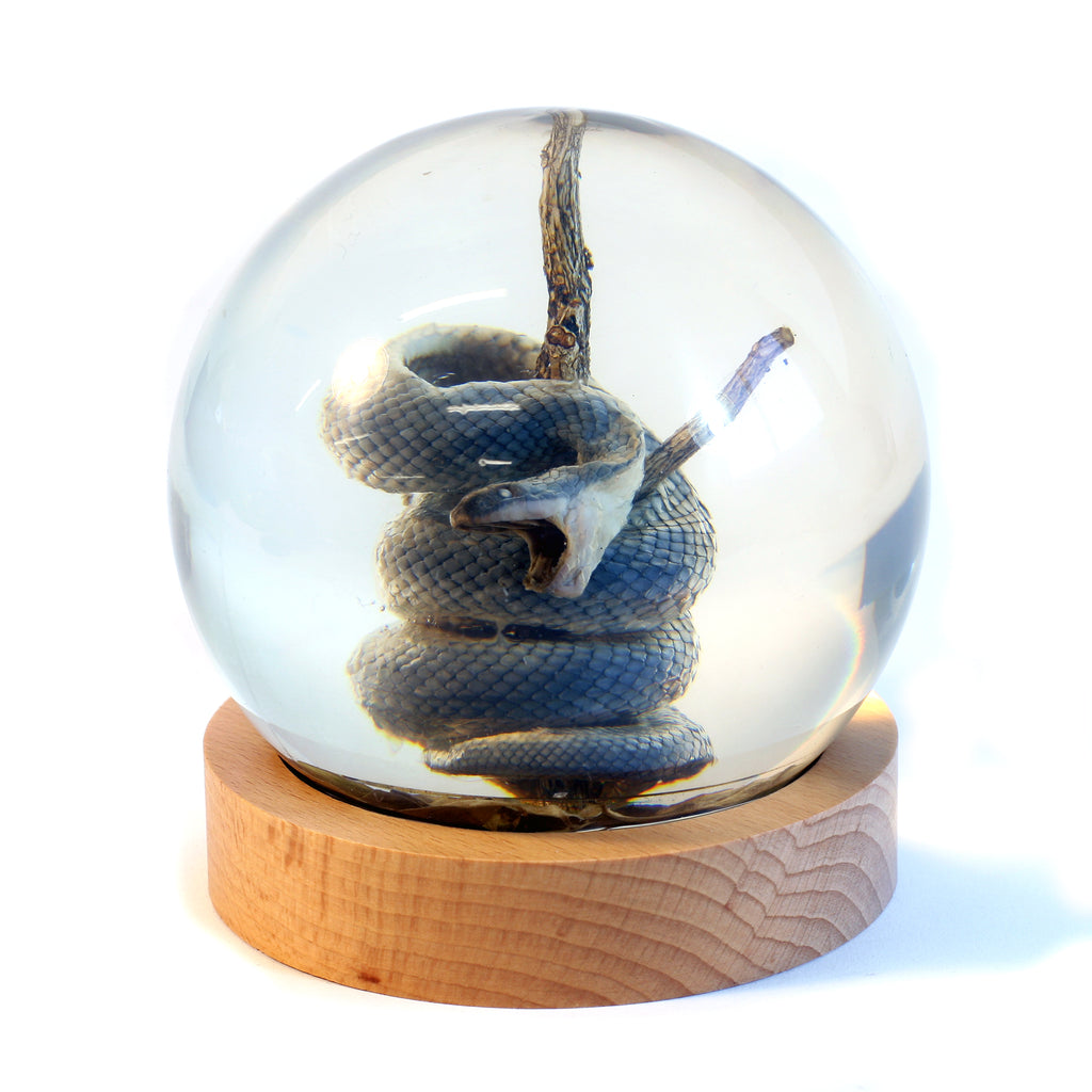GL10013<br /> 4 inchReal Snake Globe with Stand