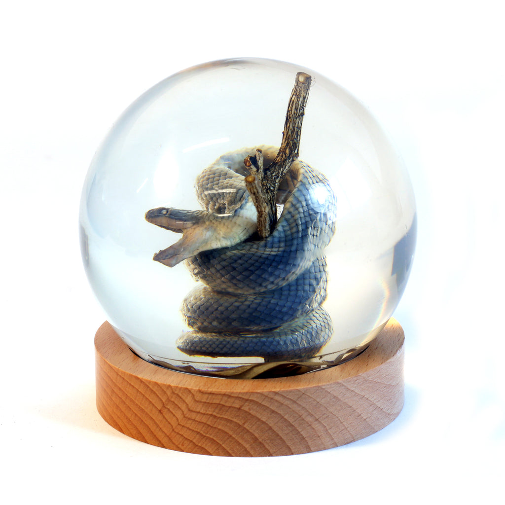 GL10013<br /> 4 inchReal Snake Globe with Stand