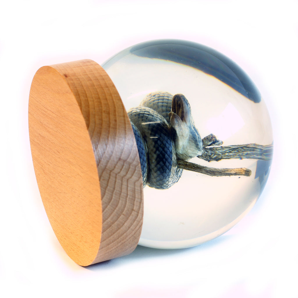 GL10013<br /> 4 inchReal Snake Globe with Stand