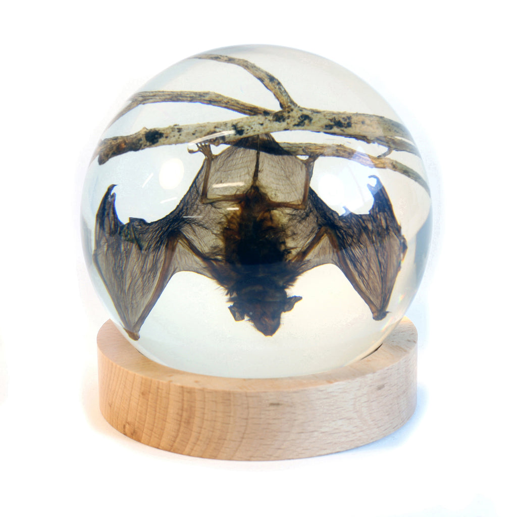 GL10016<br /> 4 inch Real Bat Globe with Stand