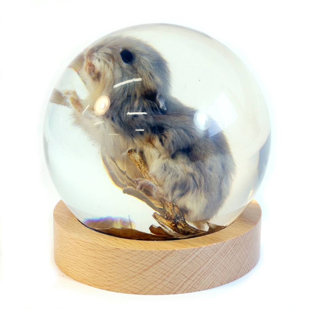 GL10020<br /> 4 inch Real Mouse Globe