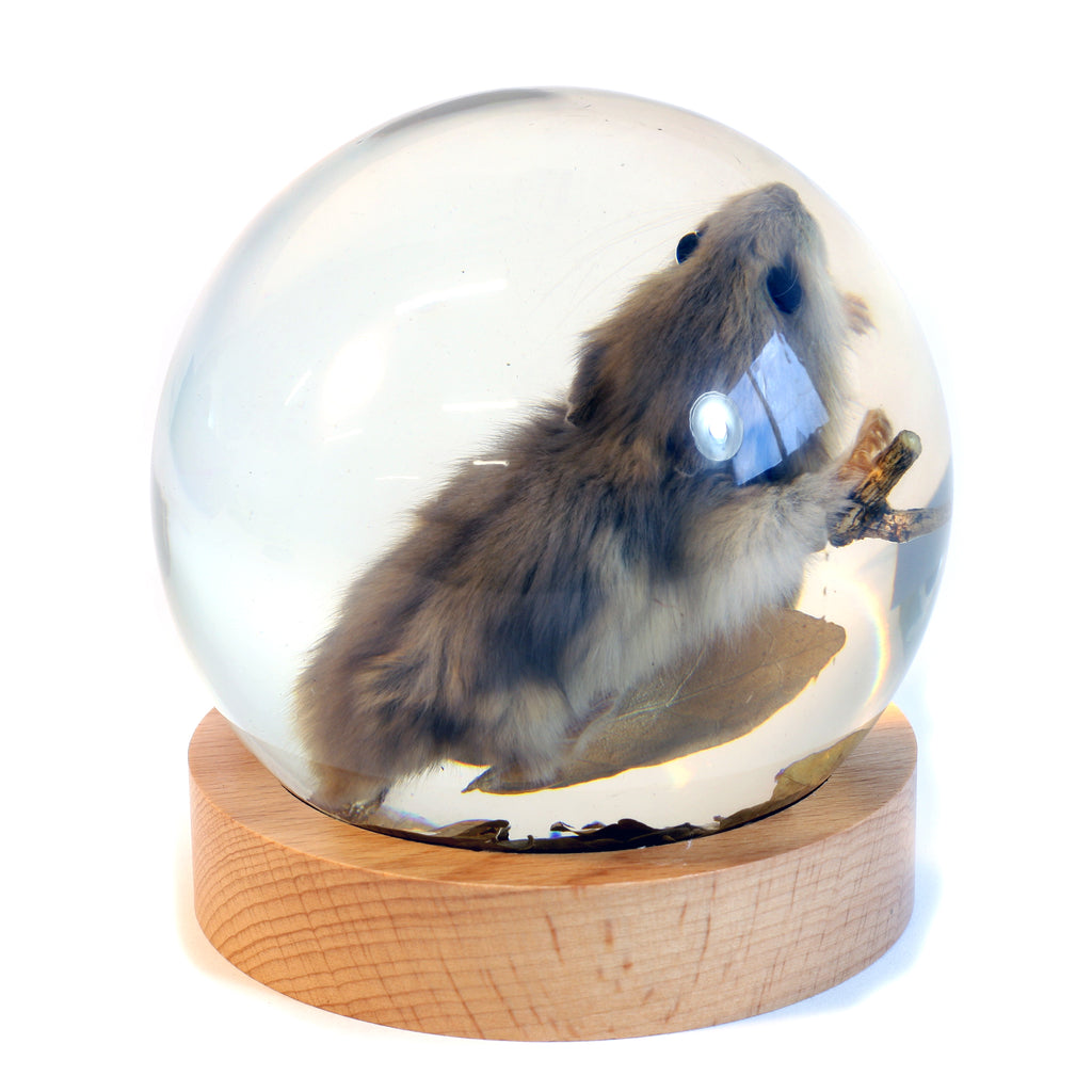 GL10020<br /> 4 inch Real Mouse Globe