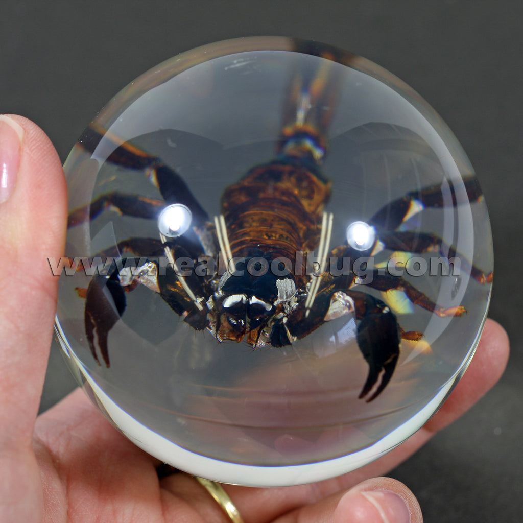 GL10<br/>Black Scorpion Globe Desk Decoration