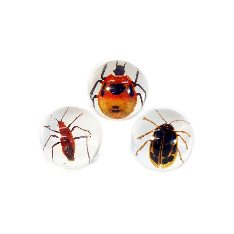 MB3032<br/> 3 Pc Beetle Marble Set
