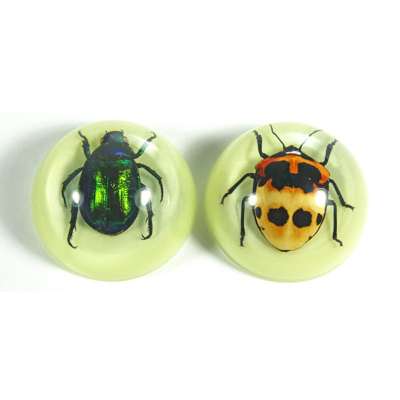 MT3803<br />Beetles