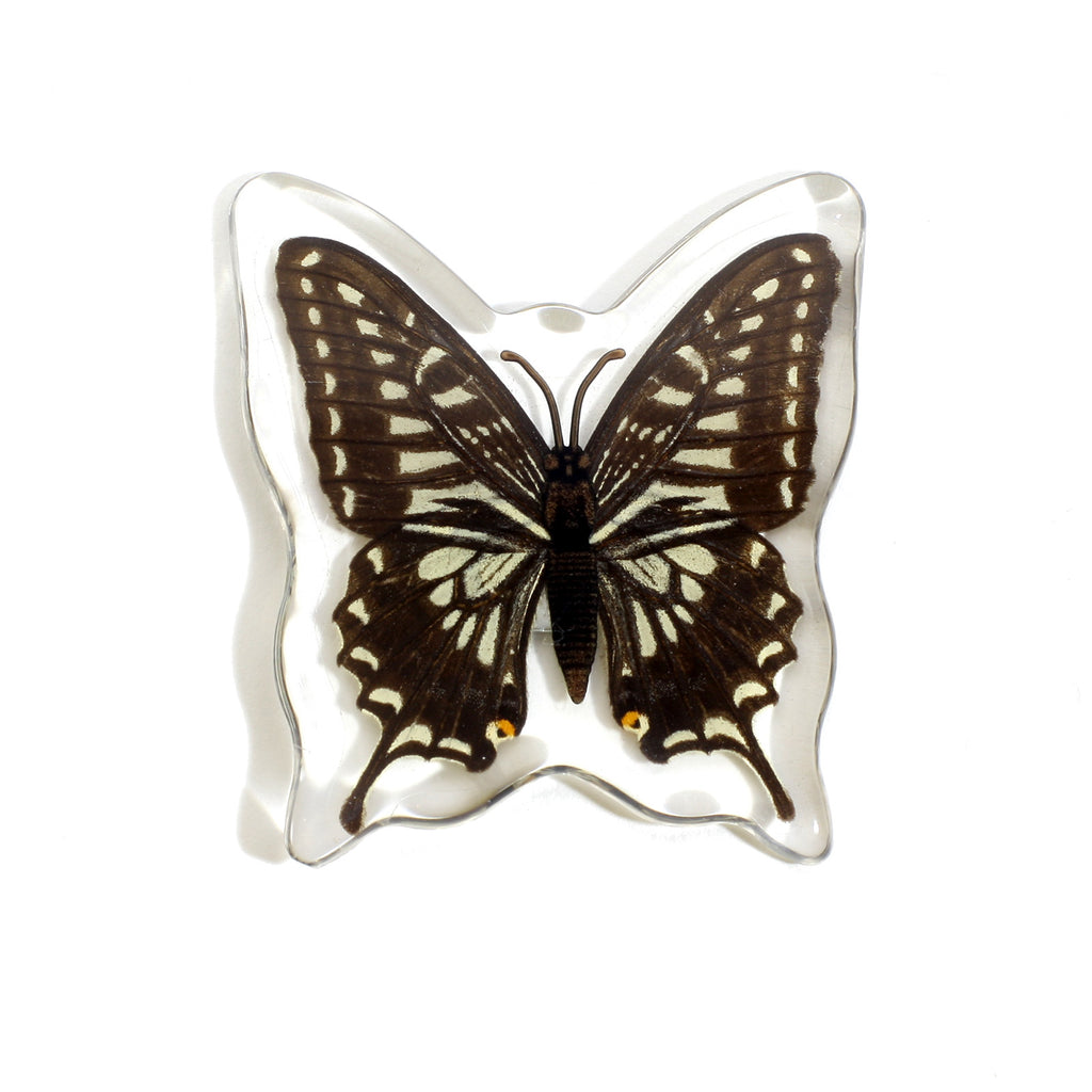 MT502<br />Asian Swallowtail Butterfly