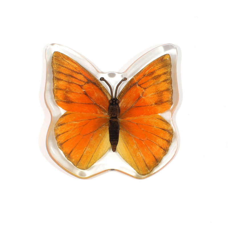MT503<br />Orange Albatross Butterfly