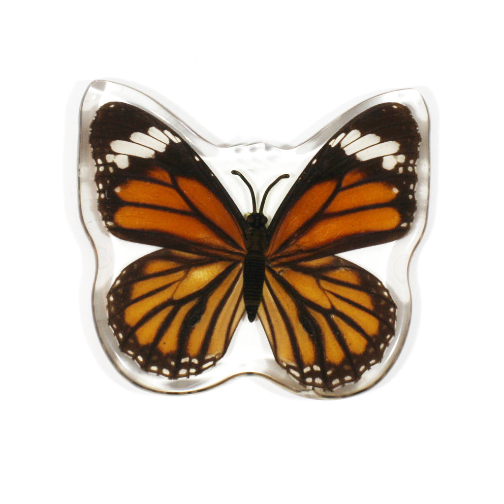 MT506<br />Common Tiger Butterfly