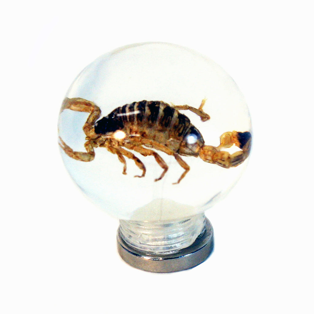 MT601<br/> 1 1/8" Marble Magnet - Gold Scorpion