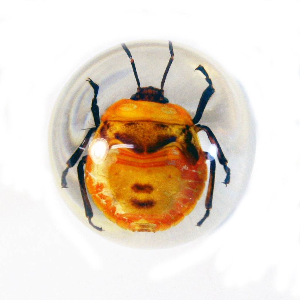 MT603<br/> 1 1/8 " Marble Magnet - Shield Bug