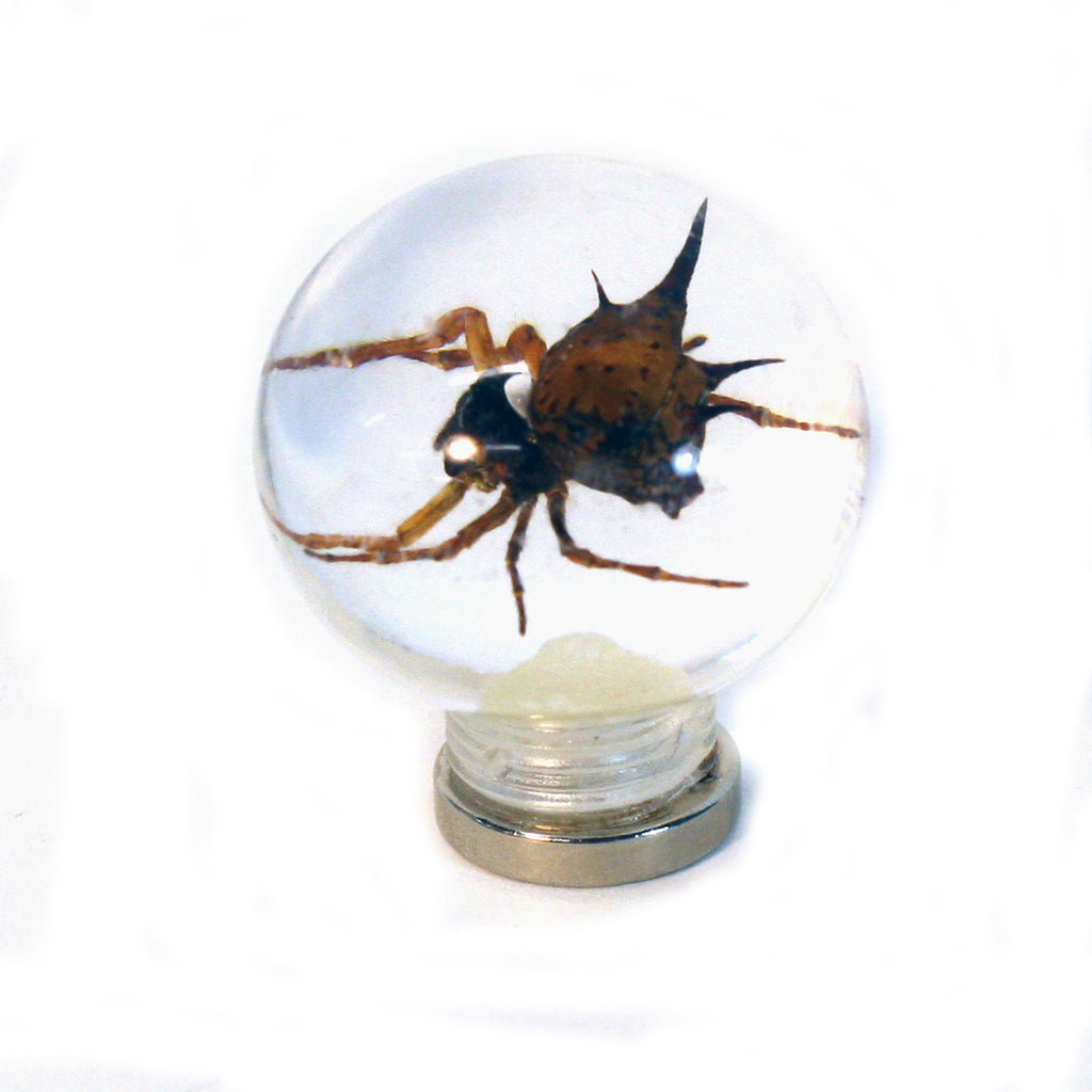 MT604<br/> 1 1/8" Marble Magnet - Spiny Spider