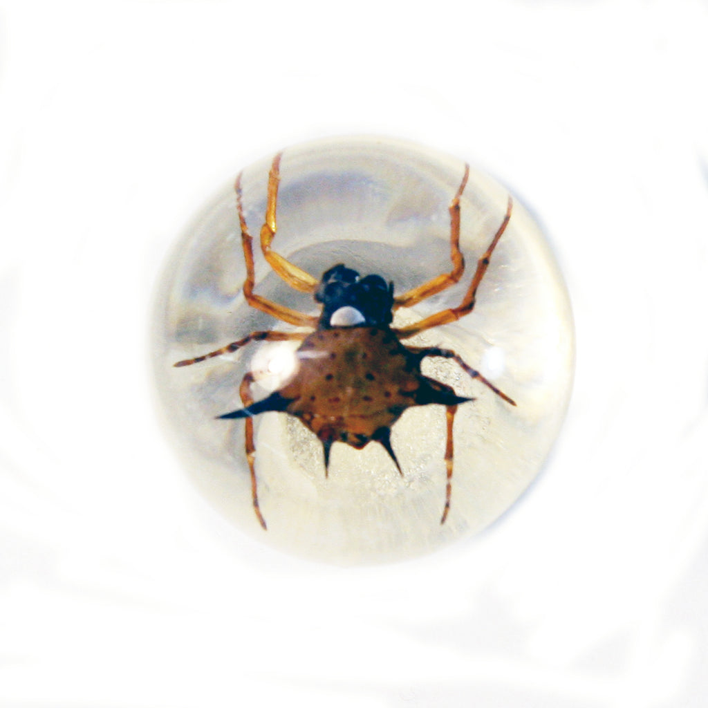 MT604<br/> 1 1/8" Marble Magnet - Spiny Spider