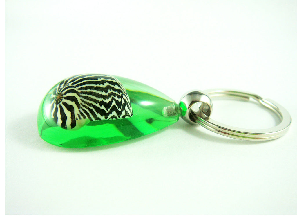 OK206 Green<br />Zigzag Nerite Shell<br />